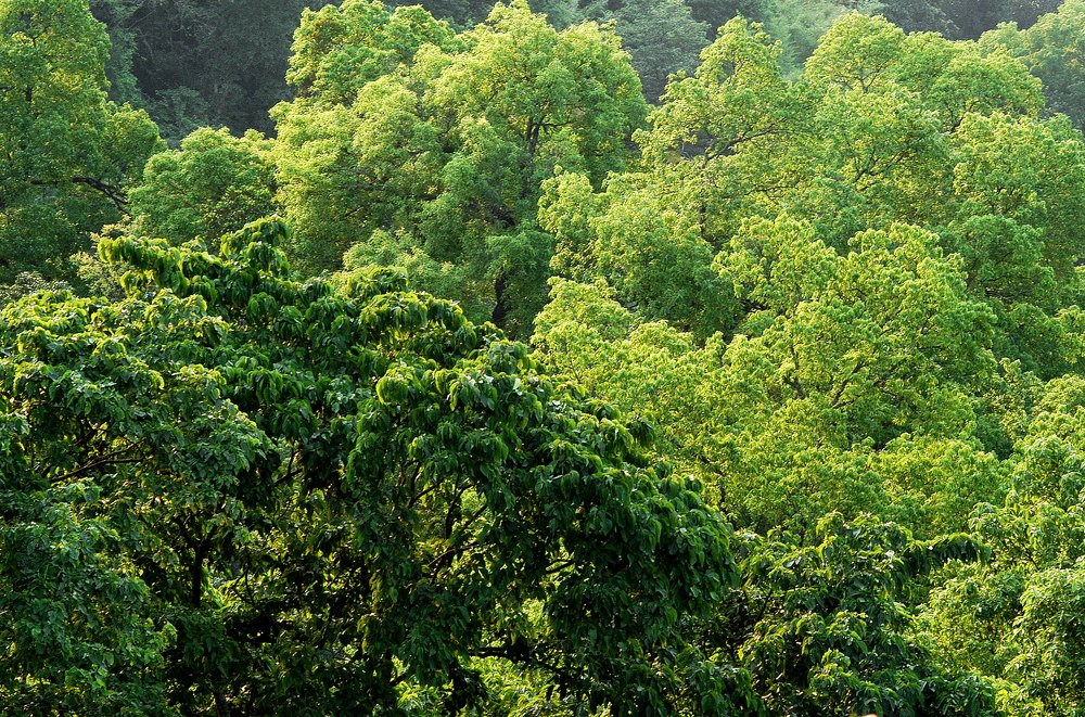 Photograph by Samsul Huda Patgiri