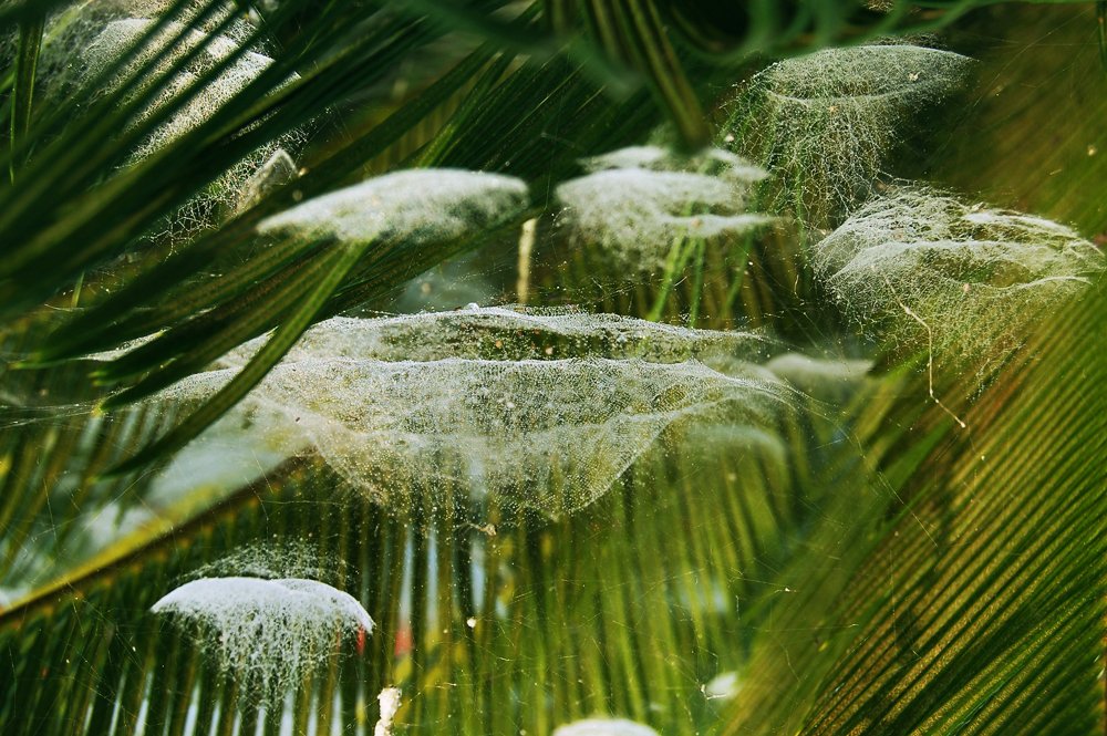 Photograph by ARNAB GHOSAL