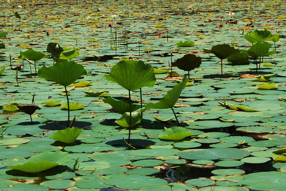 Photograph by ARNAB GHOSAL