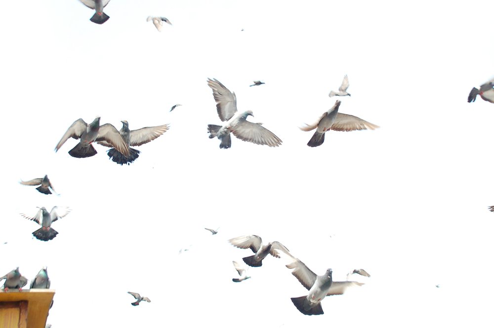 Photograph by ARNAB GHOSAL