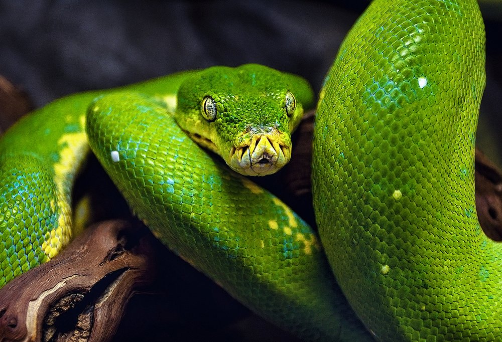 А теперь горбатый! Я говорю, горбатый!