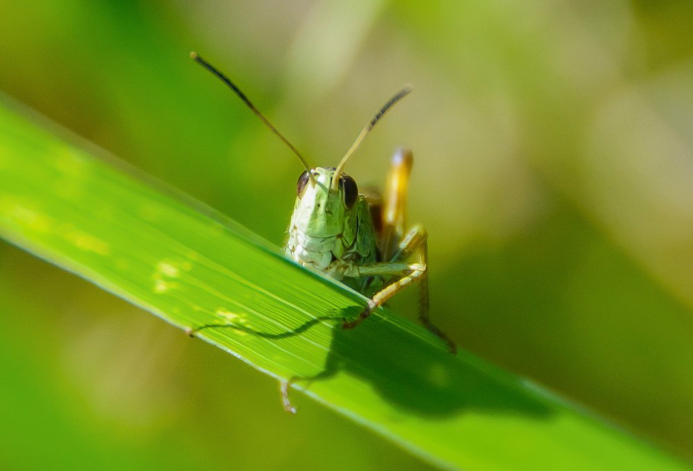 Photograph by Елена Вторушина