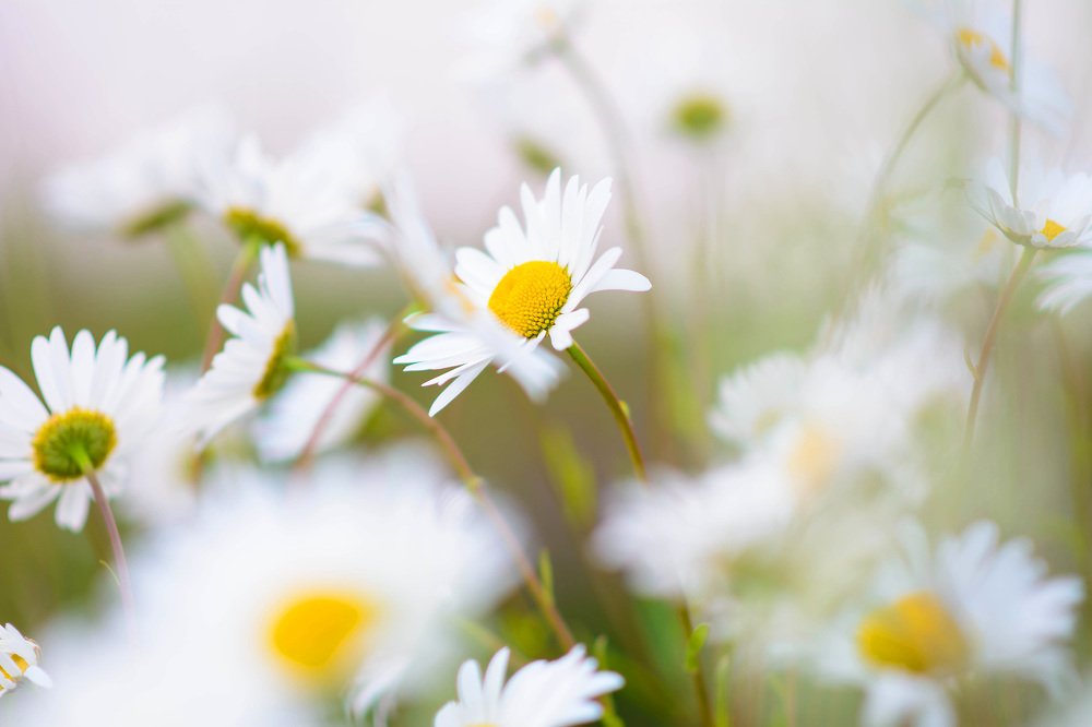 Photograph by Елена Вторушина