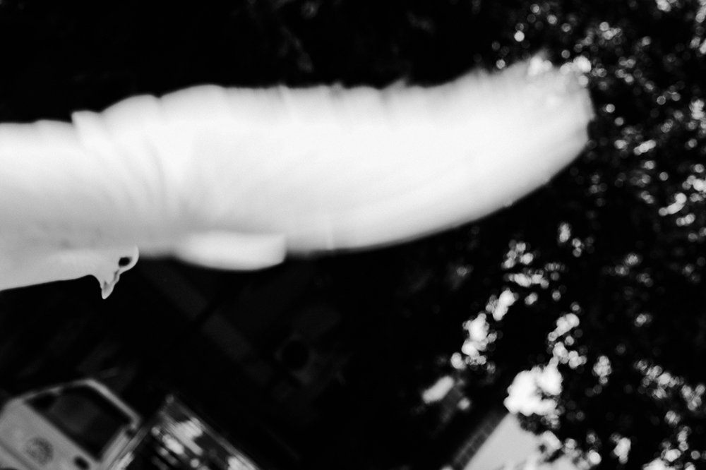 Photograph by Lê Nguyễn Vũ