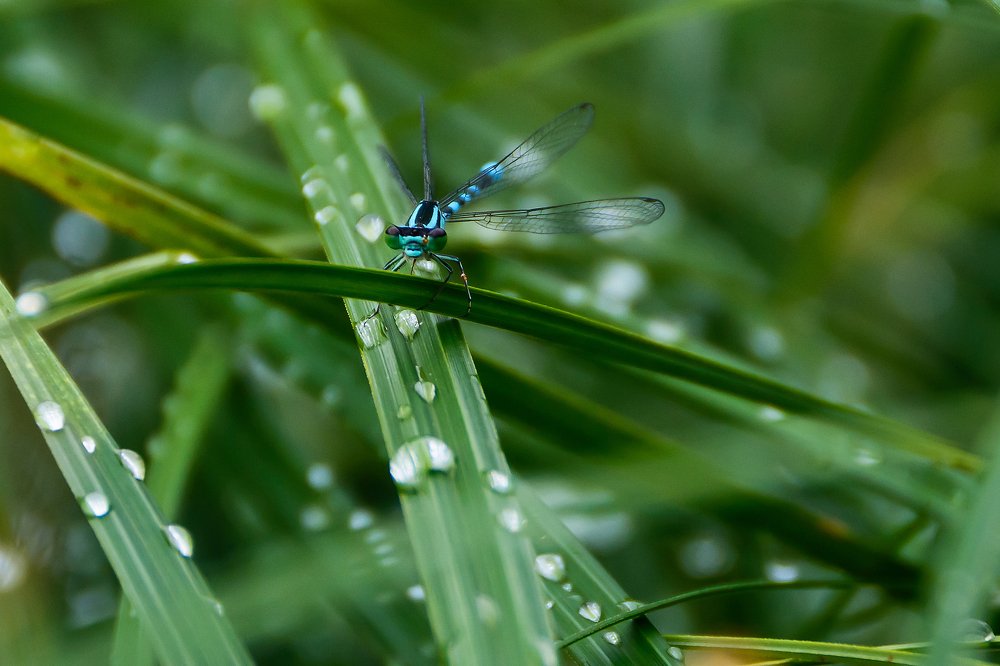 Photograph by Елена Вторушина