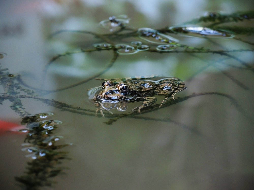 Photograph by Дмитрий Бурдин