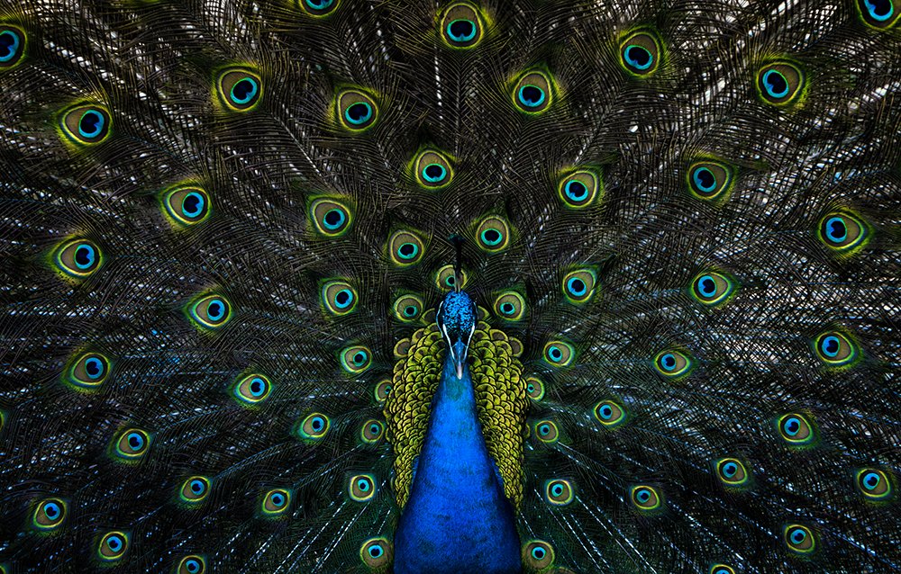 Фотография автора Fikriye Er