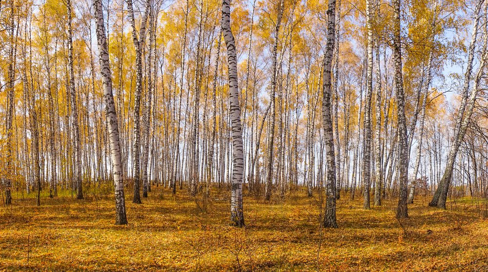 Осень. Октябрь.