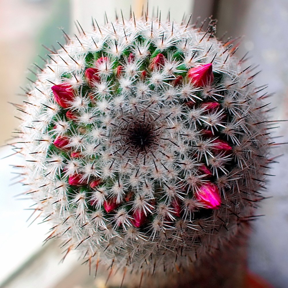 Photograph by Игорь Чеботарёв