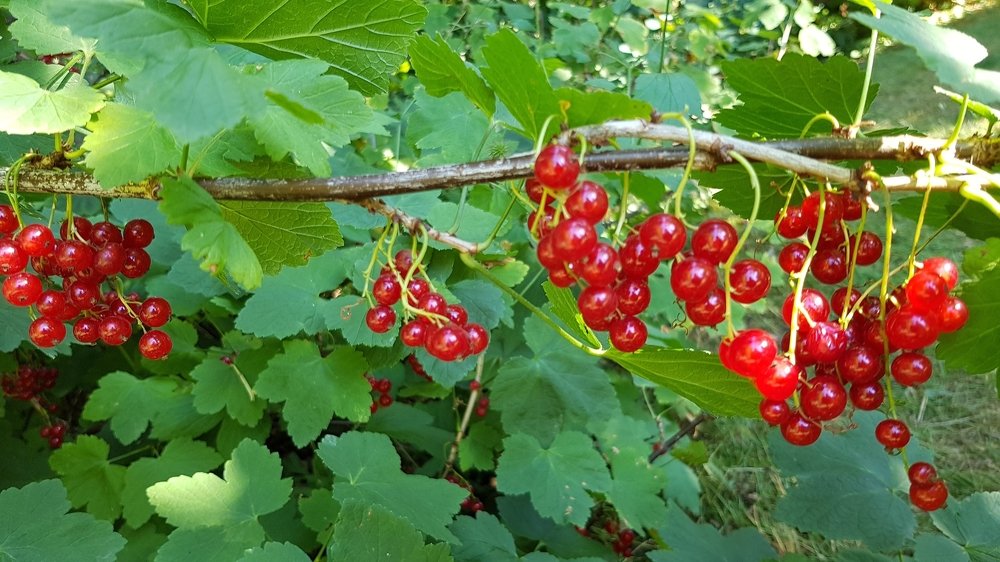 Photograph by Elisabeth Vinther