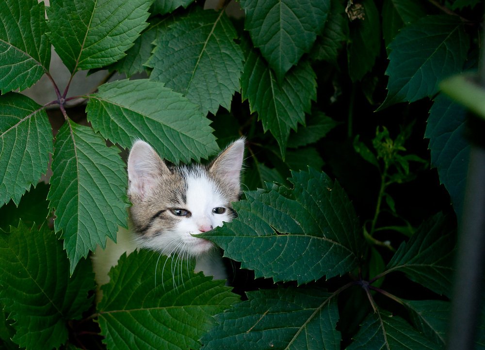 Фотография автора Владимир Ступинский