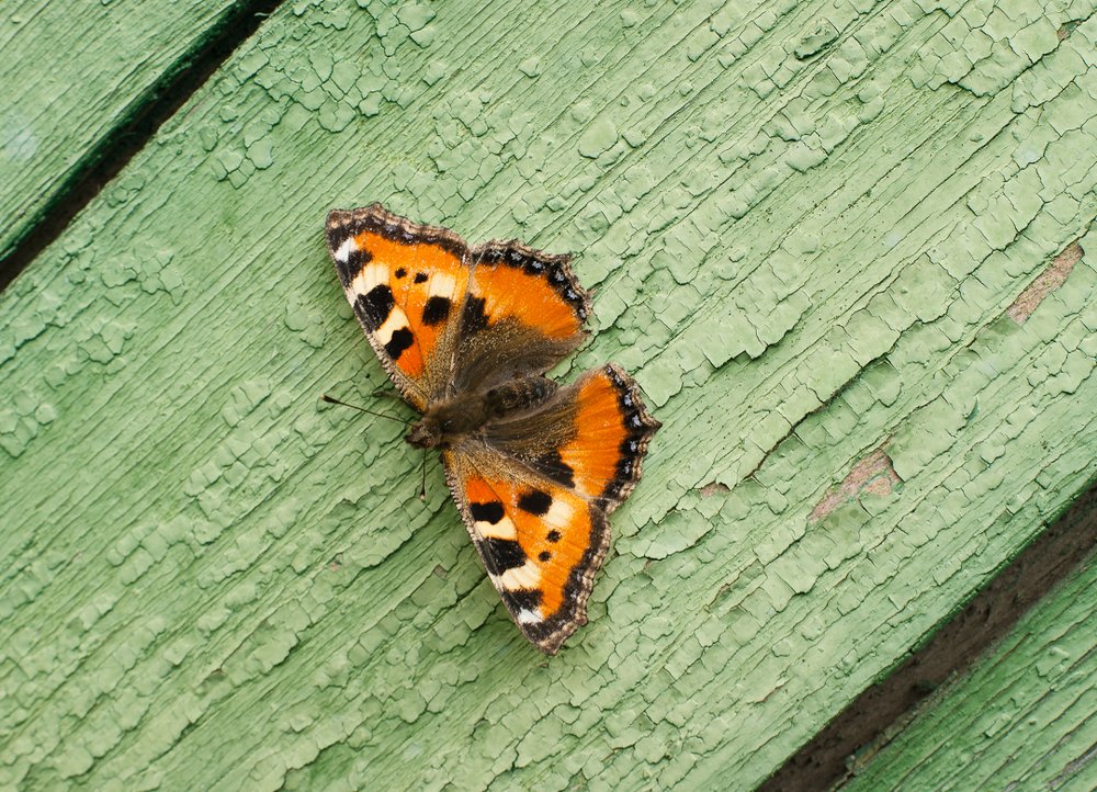 Фотография автора Владимир Ступинский