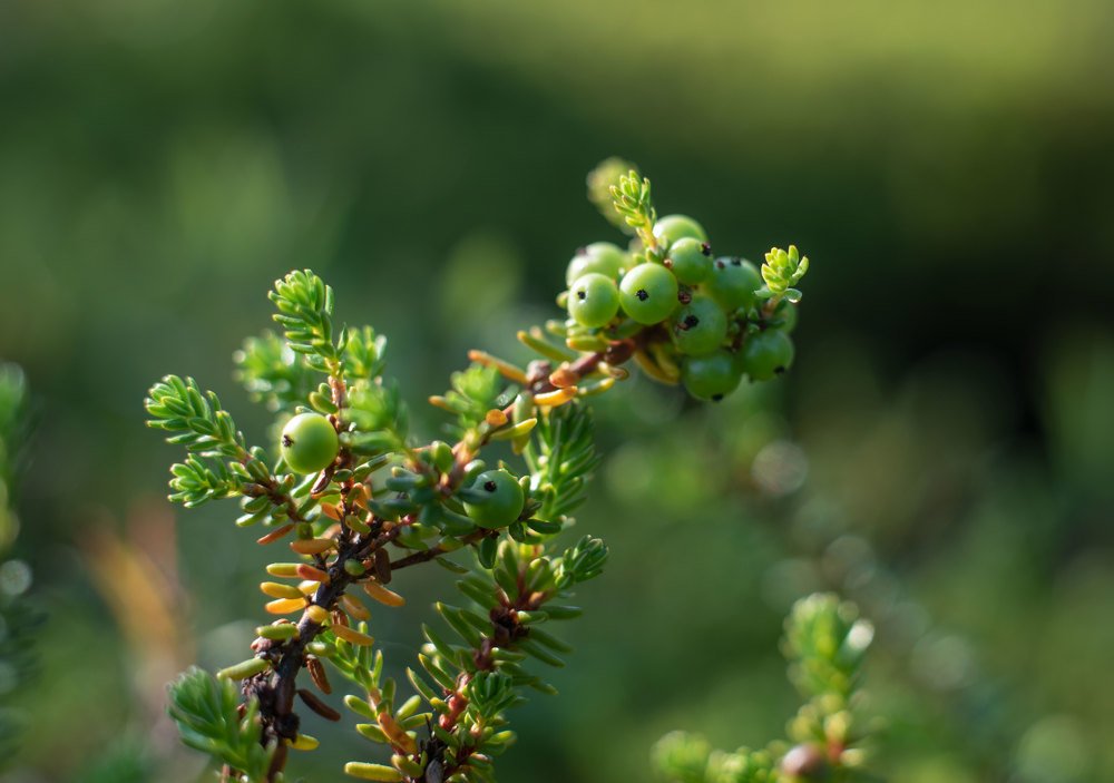 Веточка водяники