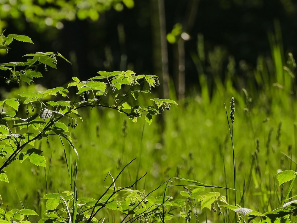 Photograph by Наталья