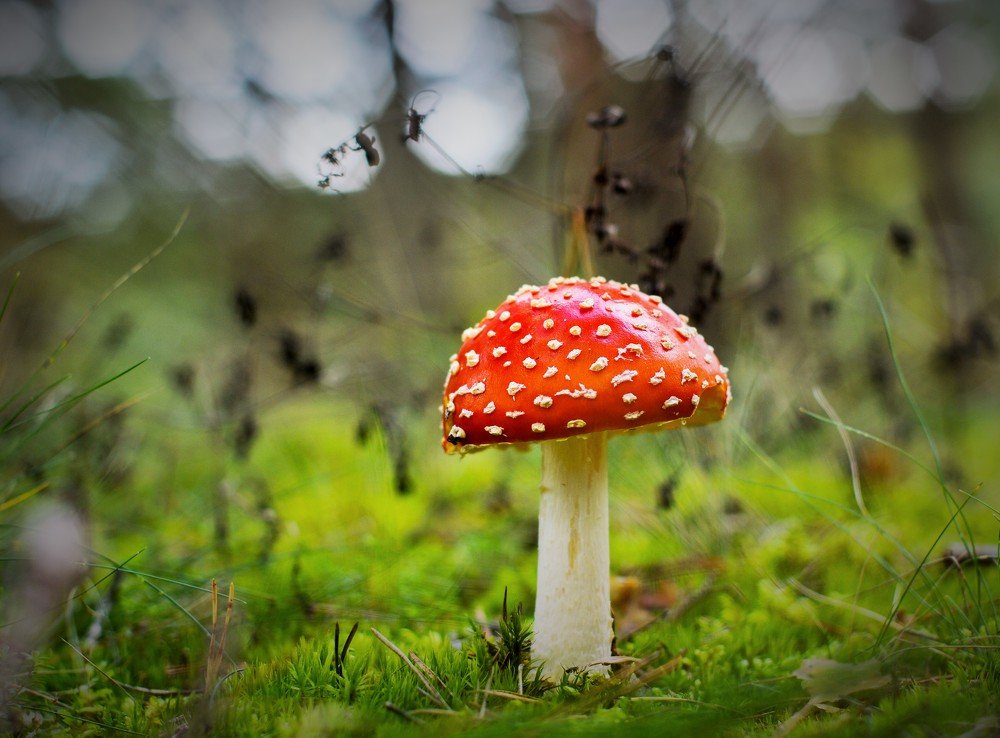 Photograph by Larisa Cekanaviсa