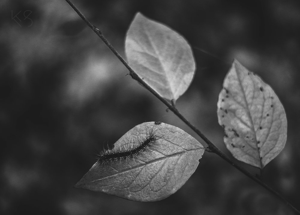 Photograph by Карина