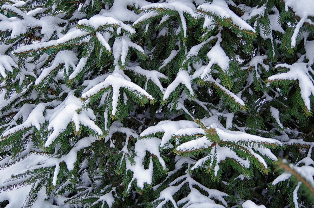 Фотография автора Марина Савчиц