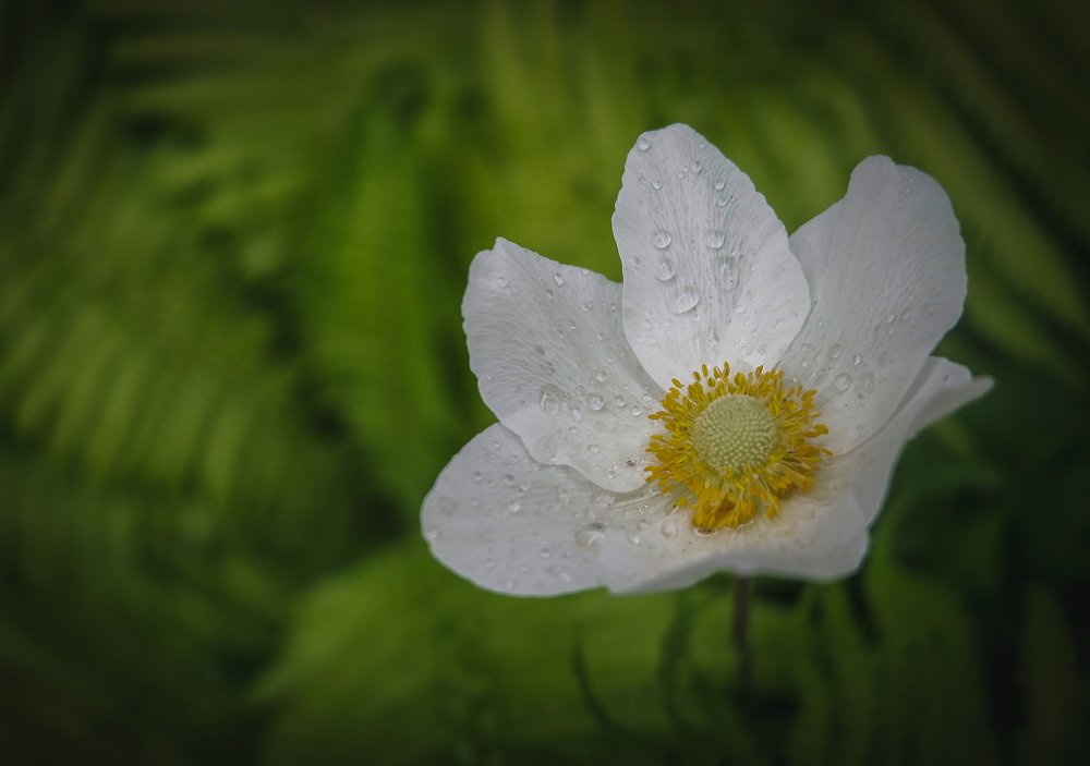 Photograph by Карина