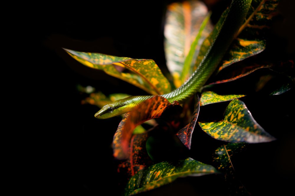 Photograph by Aleksandra Patenko