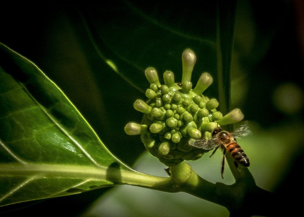 Photograph by Jorge Supo García