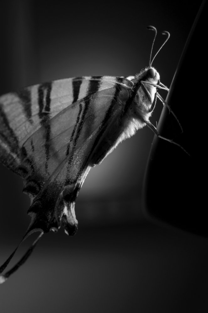 Photograph by Михаил Курихин