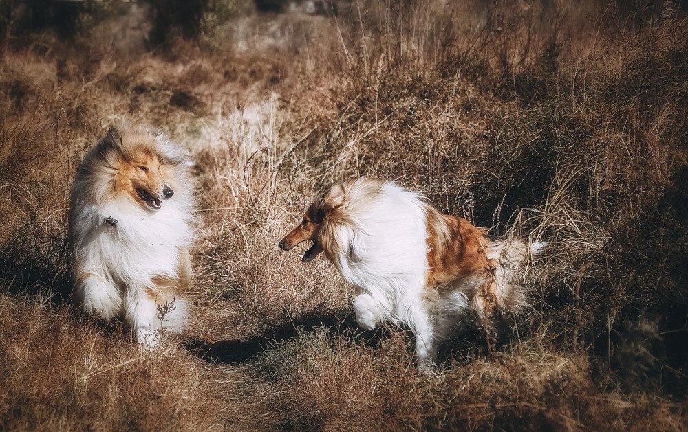 Photograph by СВЕТЛАНА ГРАЧЕВА