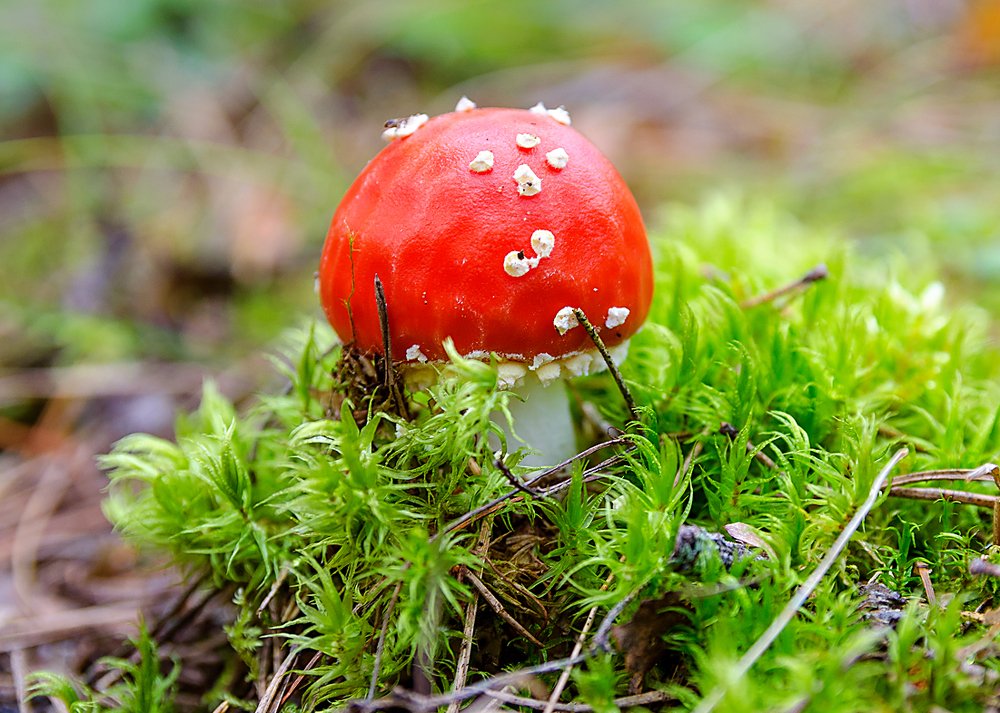 Ядовито - красный