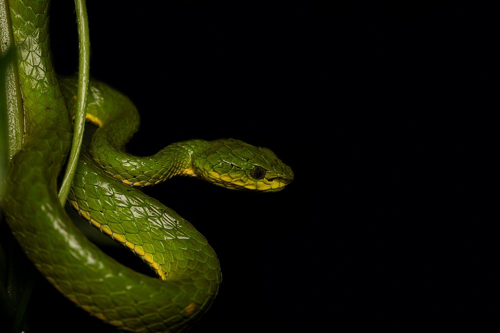 Photograph by Shajin Nambiar