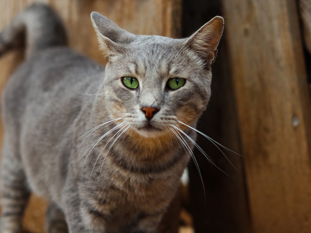 Photograph by Георгий Акопджанов