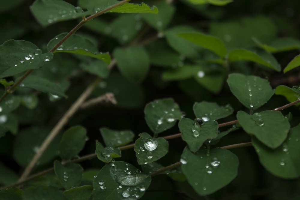 Photograph by Michki