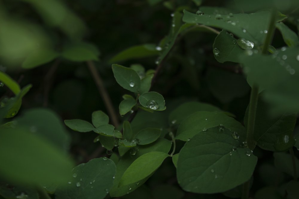 Photograph by Michki