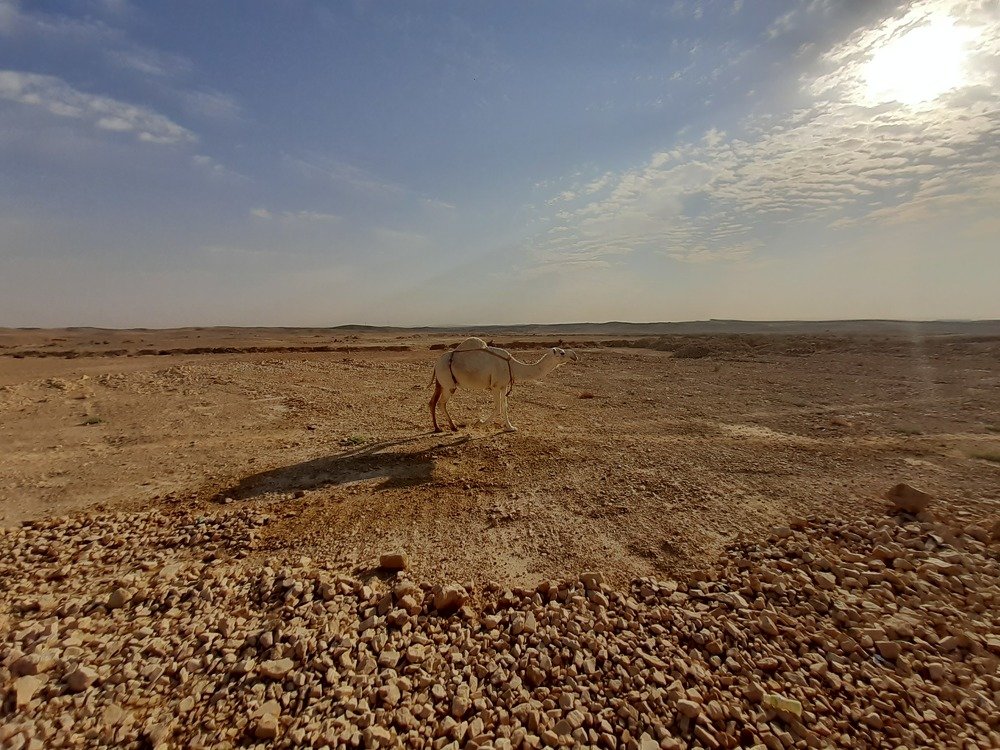 CAMEL IN THE DESERT