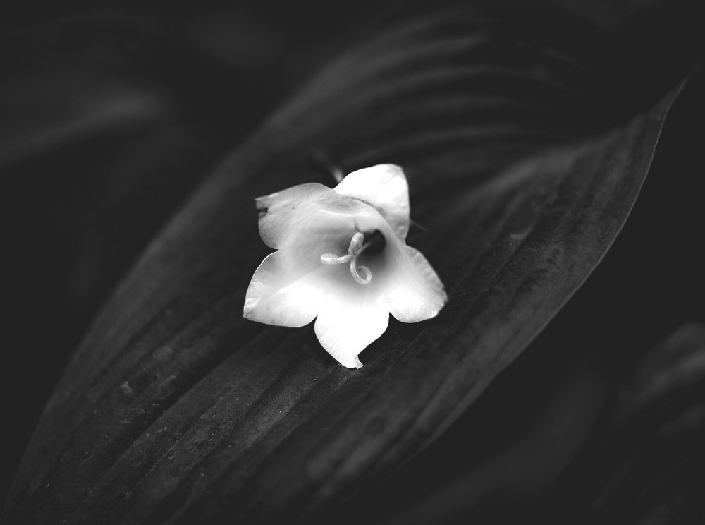 Photograph by Карина