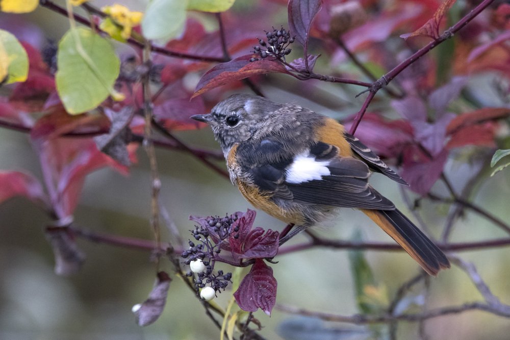 Сибирская горихвостка