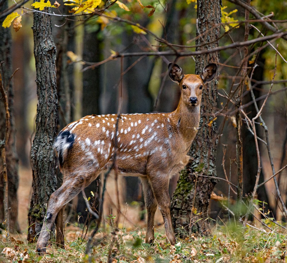 Photograph by Юрий Чернов