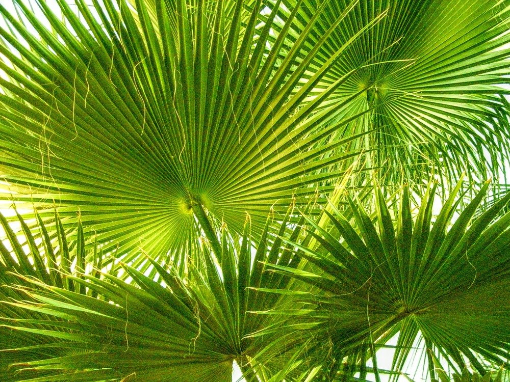 Веер пальмовых ветвей