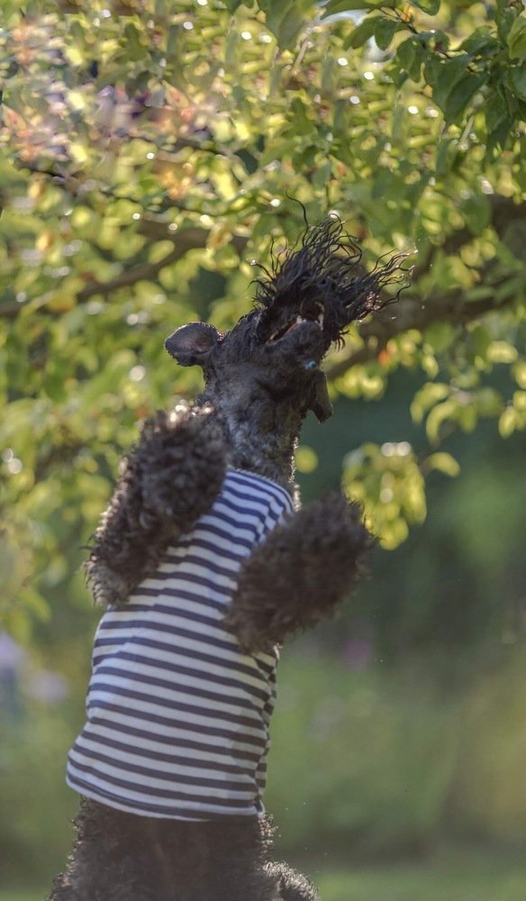 Эх, яблочко!