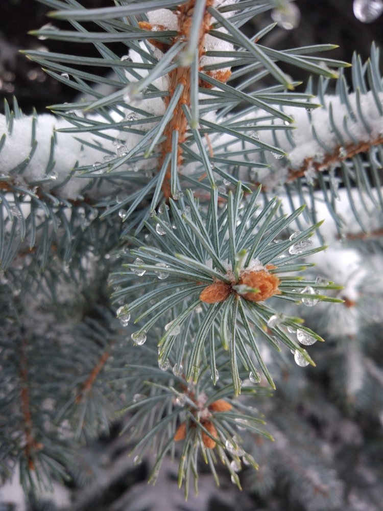 Photograph by Игорь Григорьев