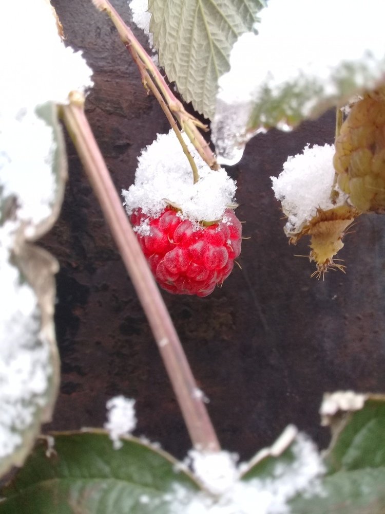 Photograph by Мария Коробова