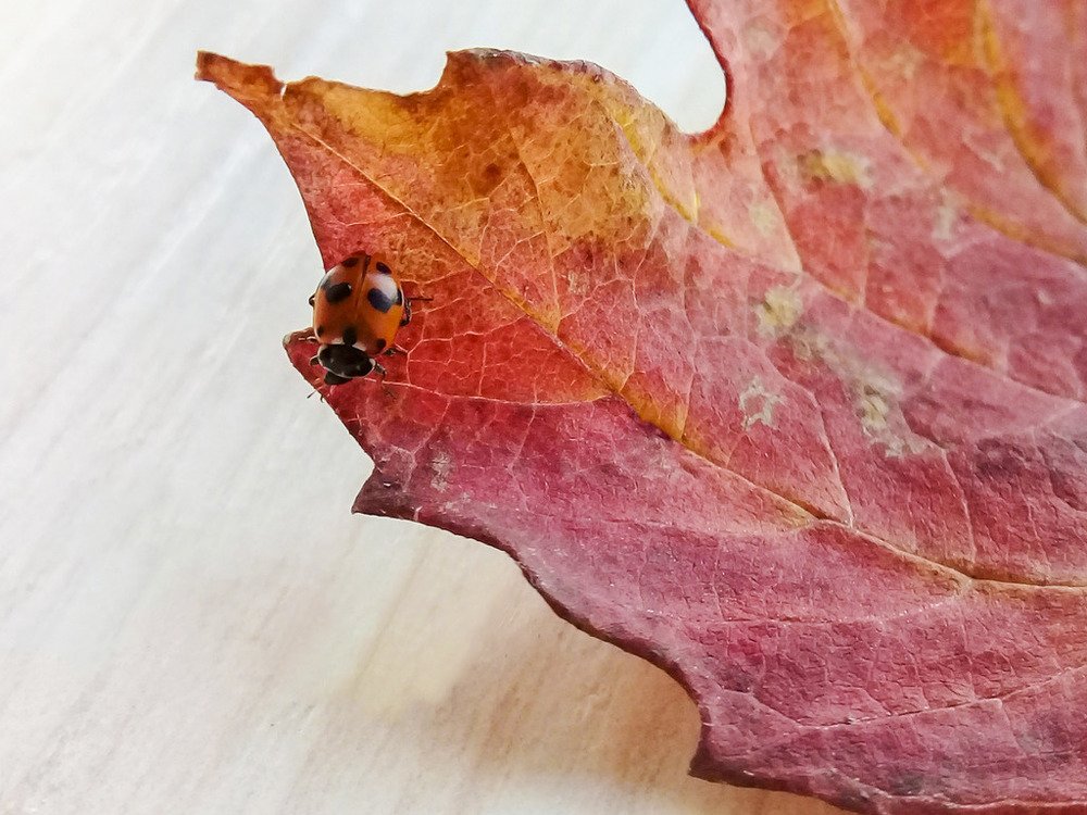 Photograph by Мария Коробова