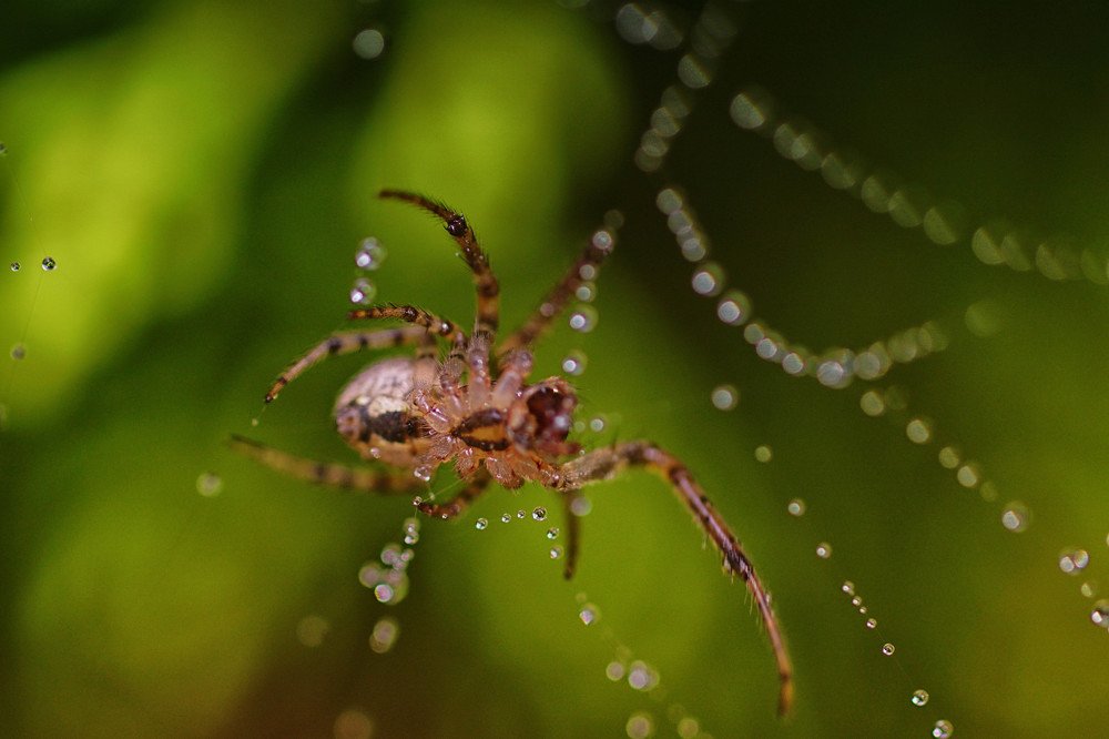 Photograph by Mário C.