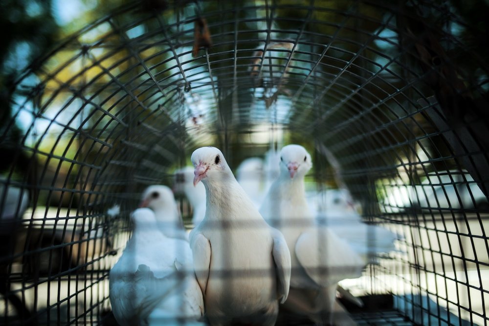 Photograph by Игорь Григорьев