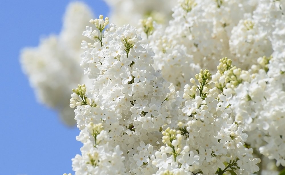 Photograph by Ольга Мендоса