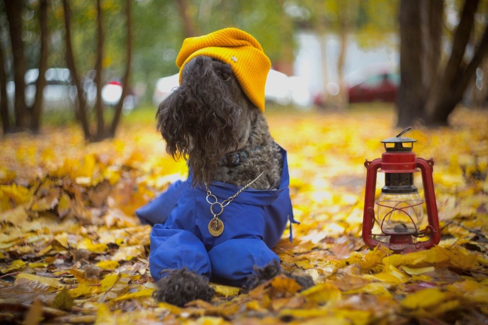 Photograph by Комплиментова 