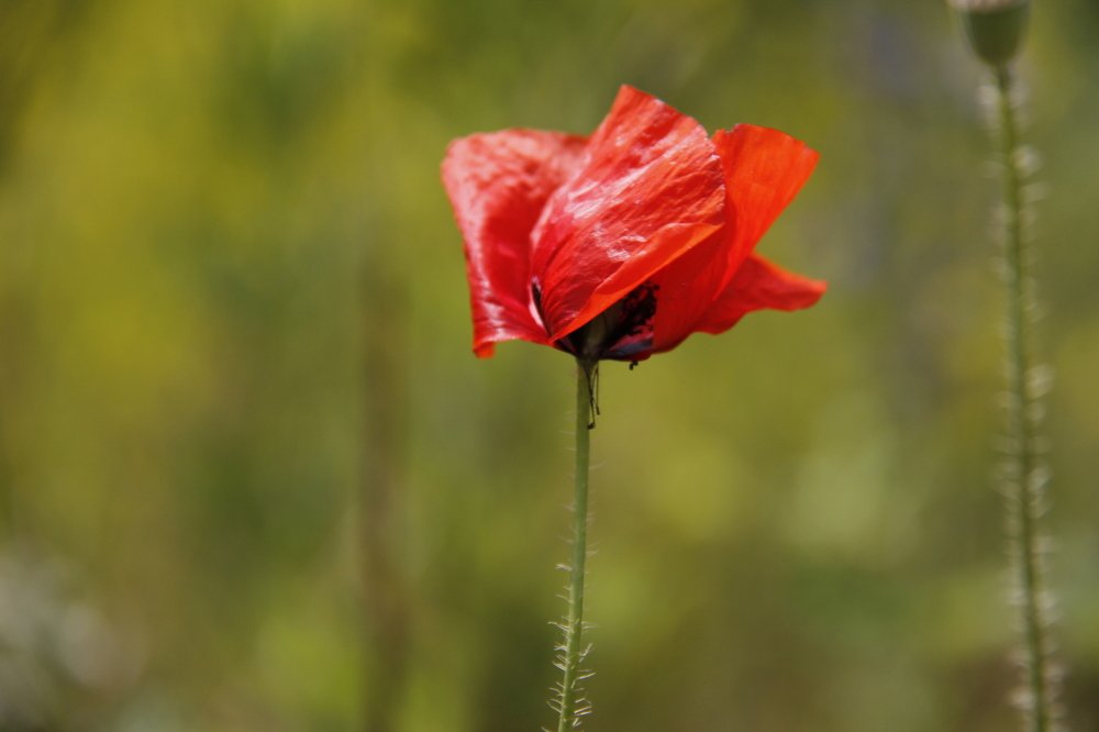 Фотография автора Ирина Солонина