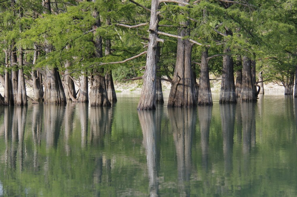 Swamp cypresses and it's reflections at lake Sukko