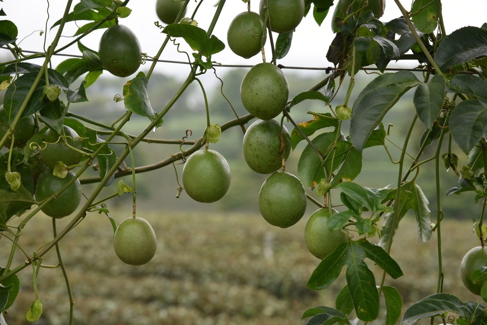 Photograph by Людмила Воропаева