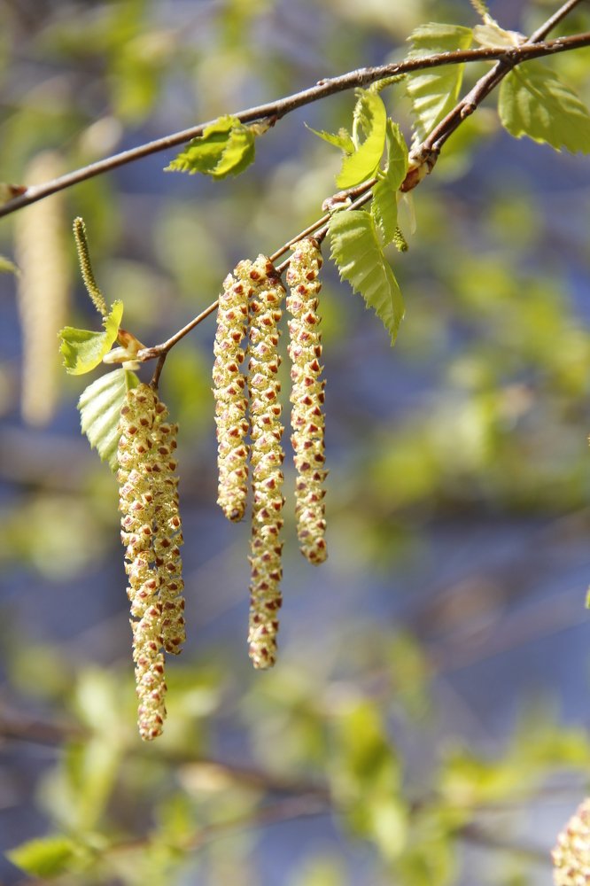 Фотография автора Ирина Солонина