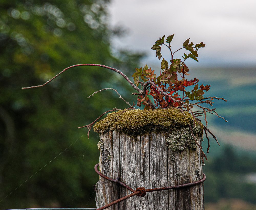 Жизнь после смерти