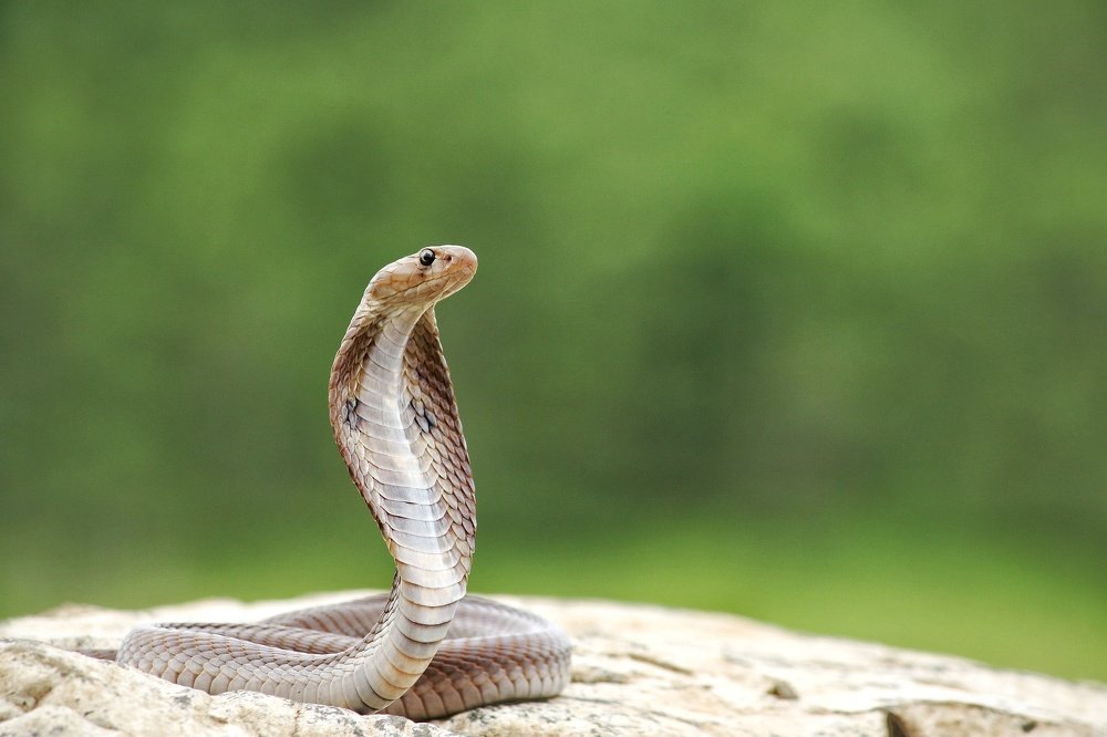 Photograph by digambar chaple